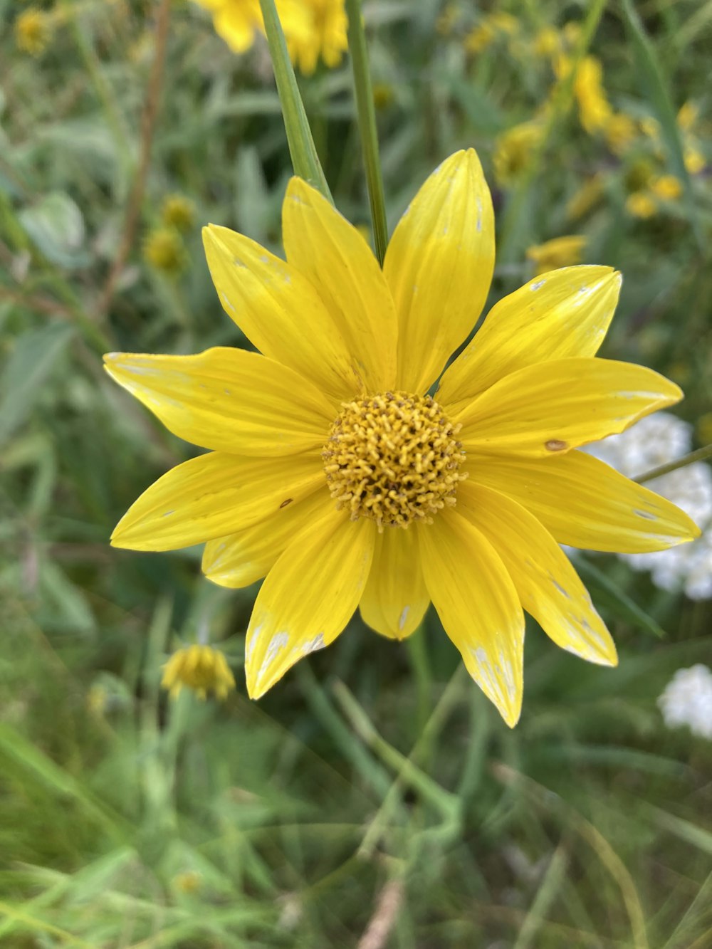 a close up of a yellow flower in a field