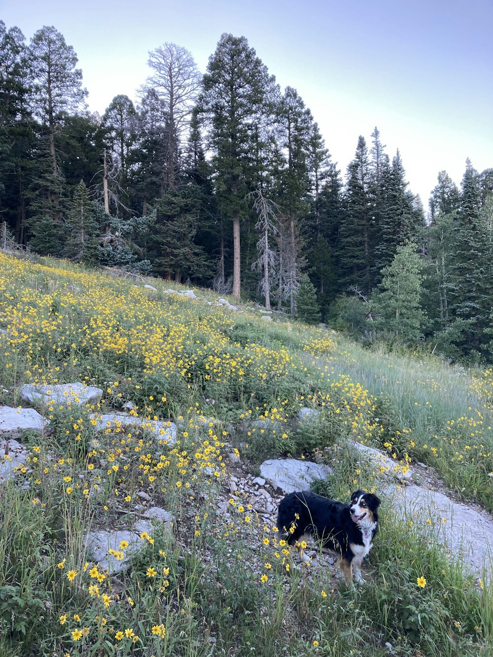 a black and white dog sitting in a field of flowers