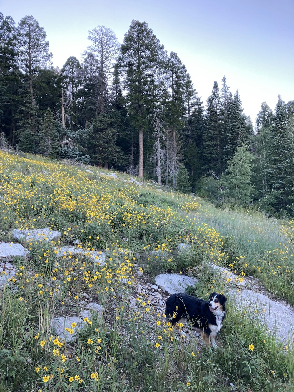 un perro blanco y negro sentado en un campo de flores