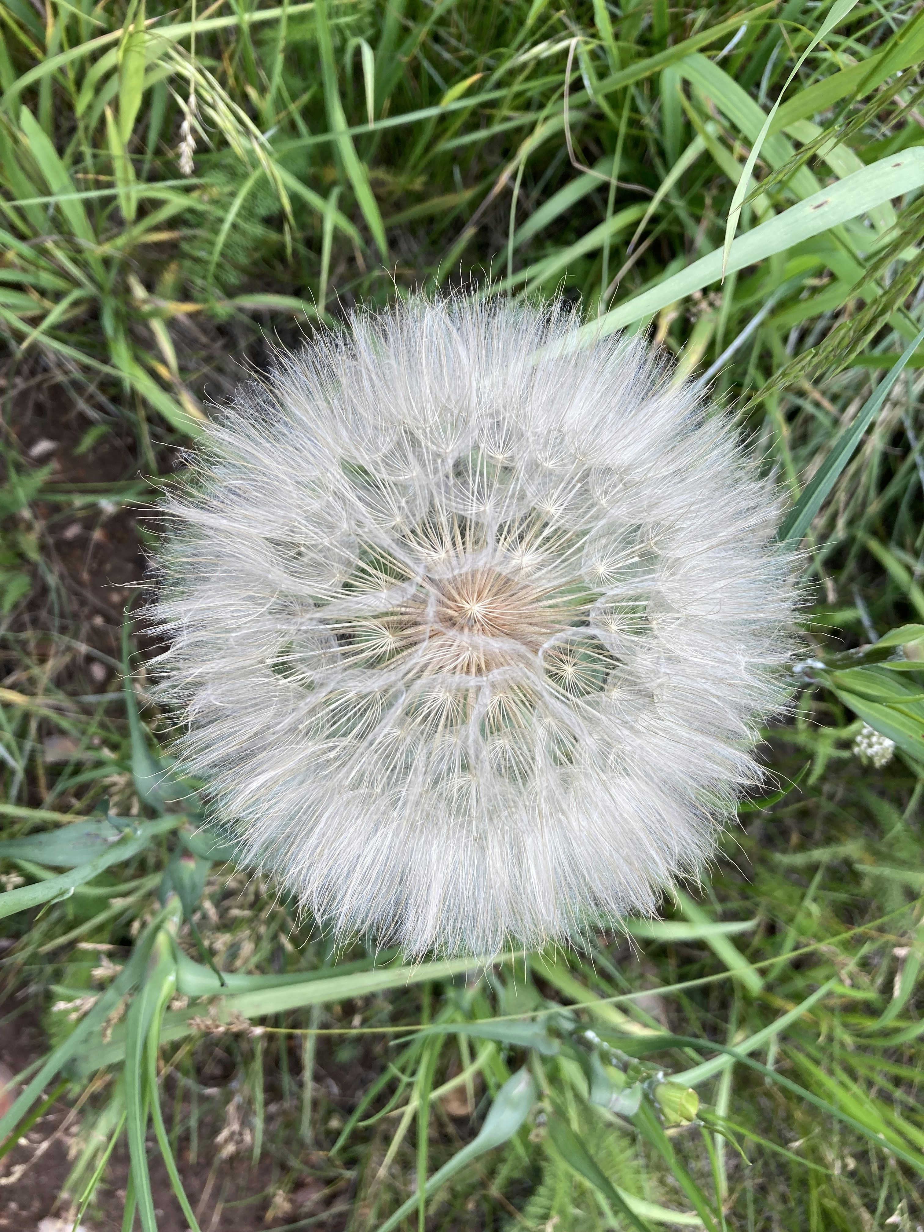 a dandelion sitting in the middle of a field