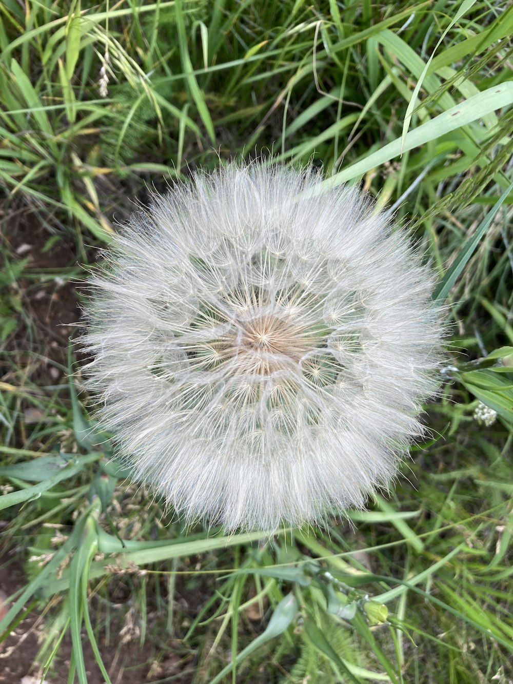 un diente de león sentado en medio de un campo