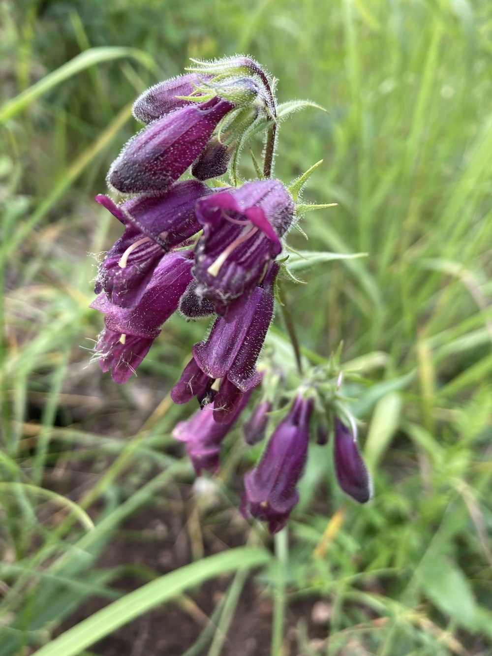 a close up of a purple flower in a field