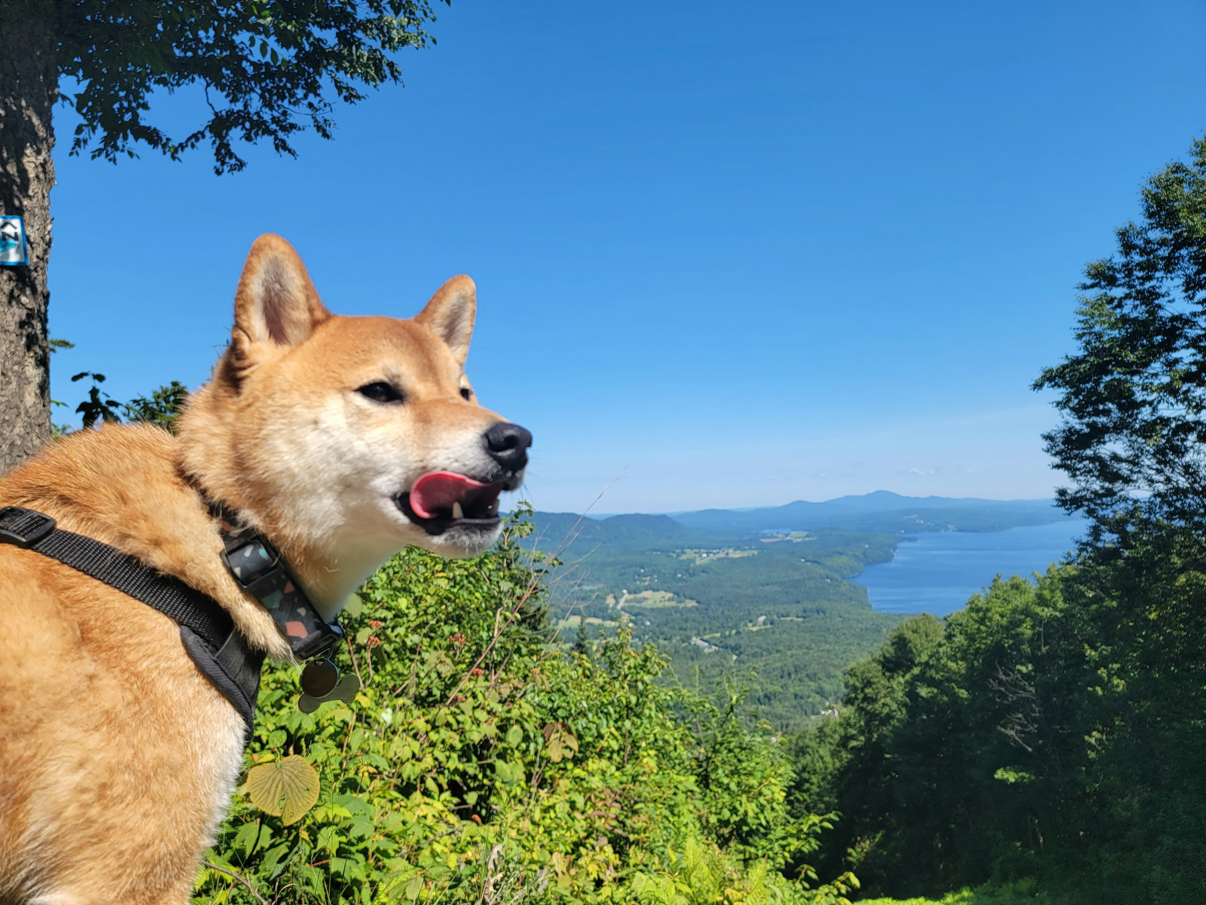 a dog with its mouth open standing on a hill