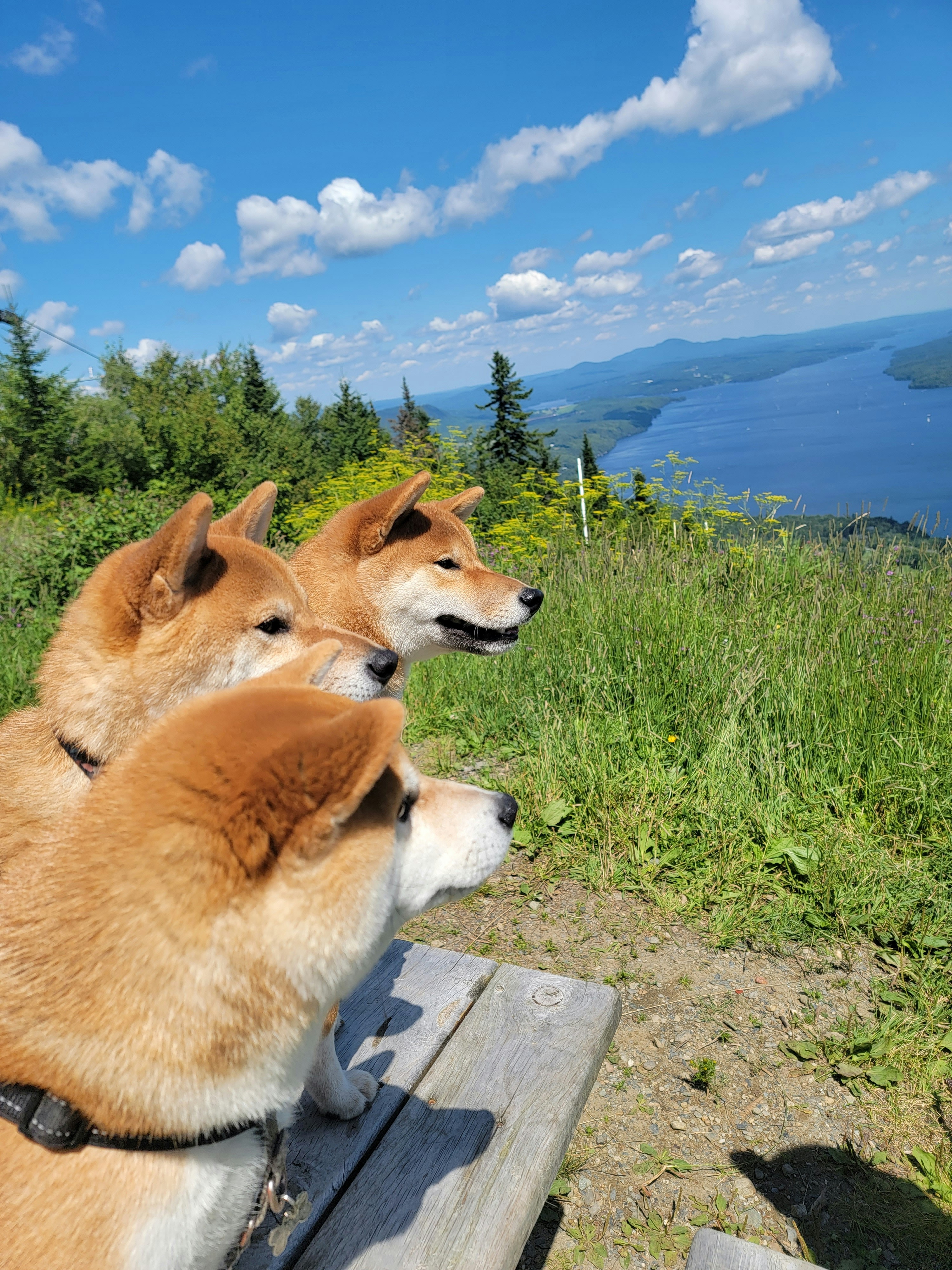 two dogs are sitting on a bench looking at the water