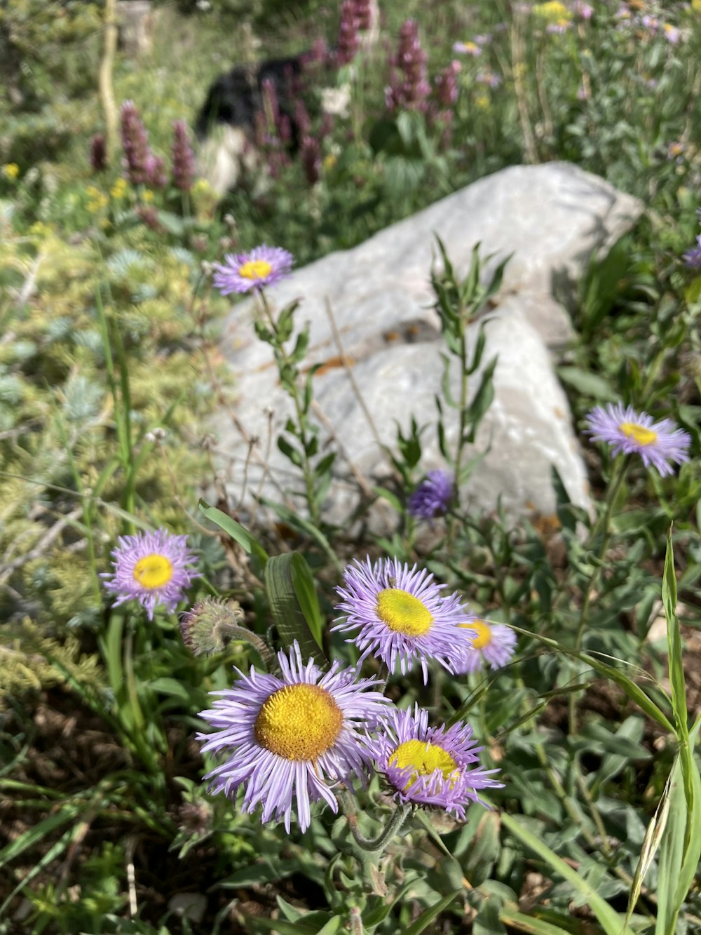 a field of wildflowers with a rock in the background