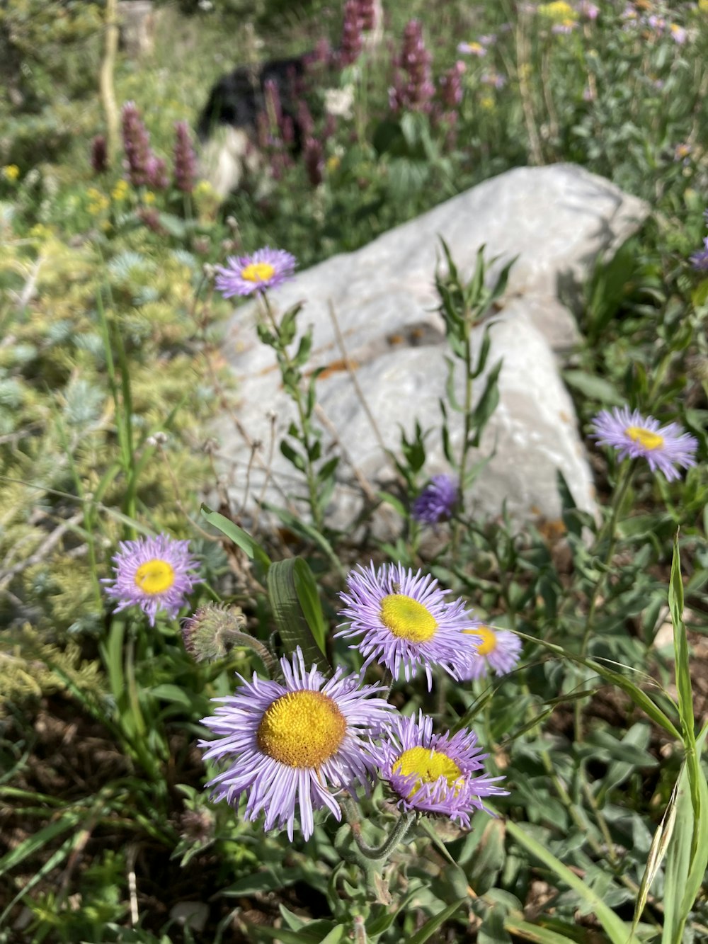 岩を背景に野の花畑