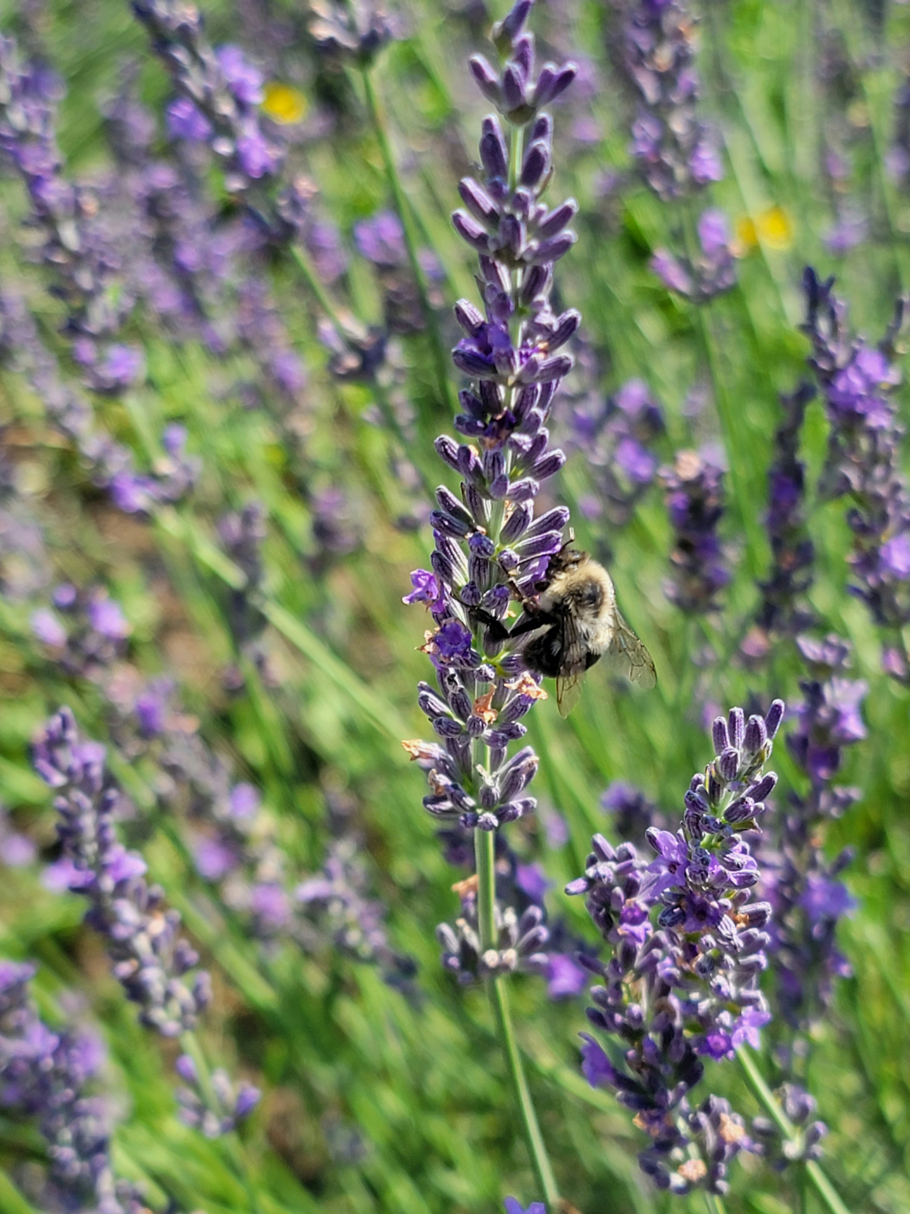 a bee that is sitting on a flower