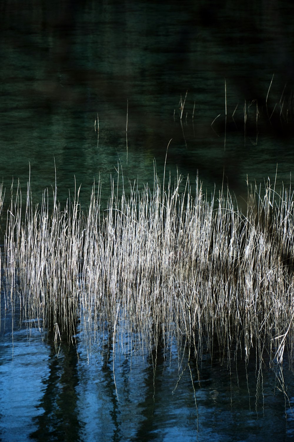 a group of reeds floating on top of a body of water