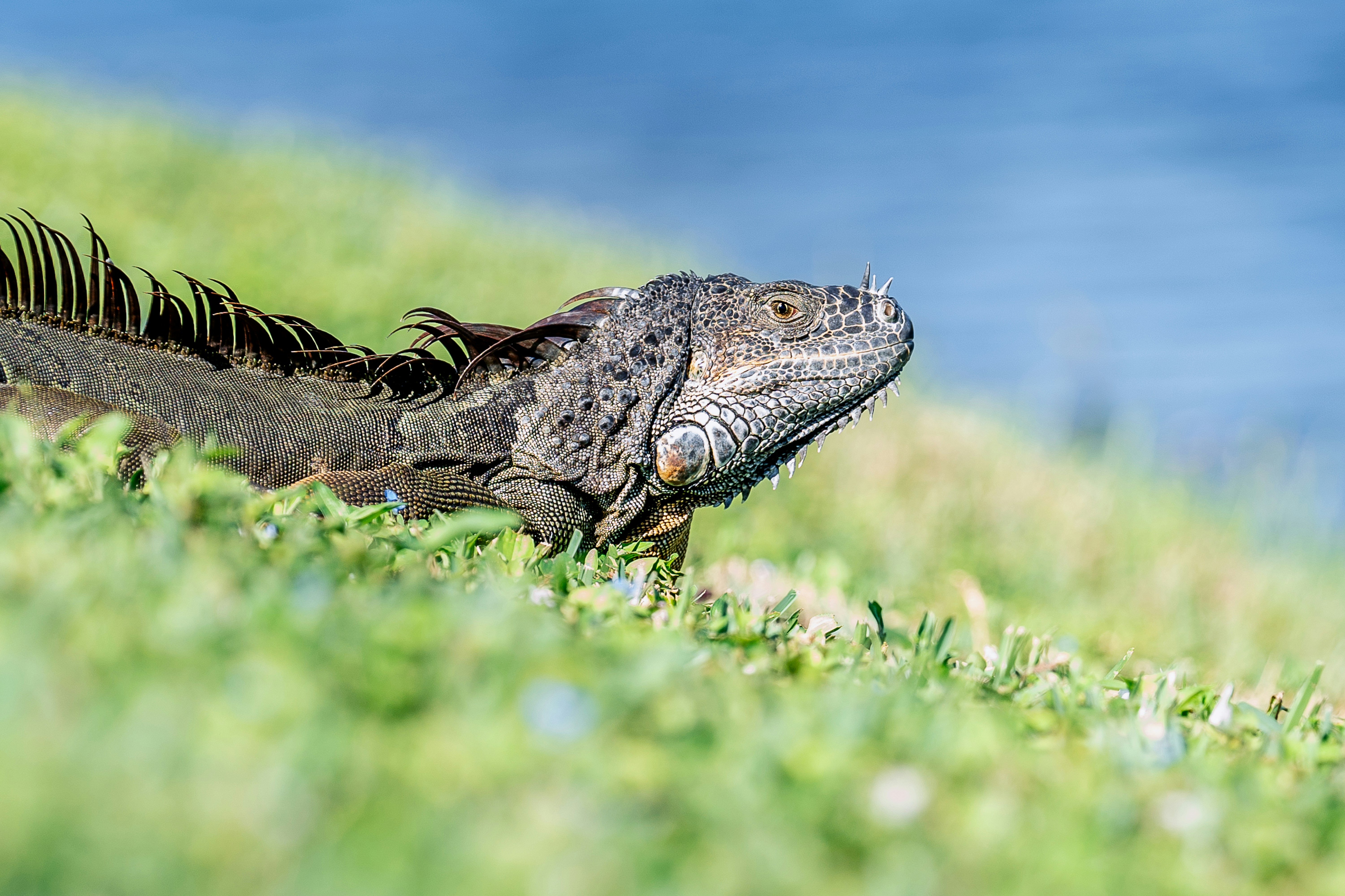 an iguana in the grass near a body of water