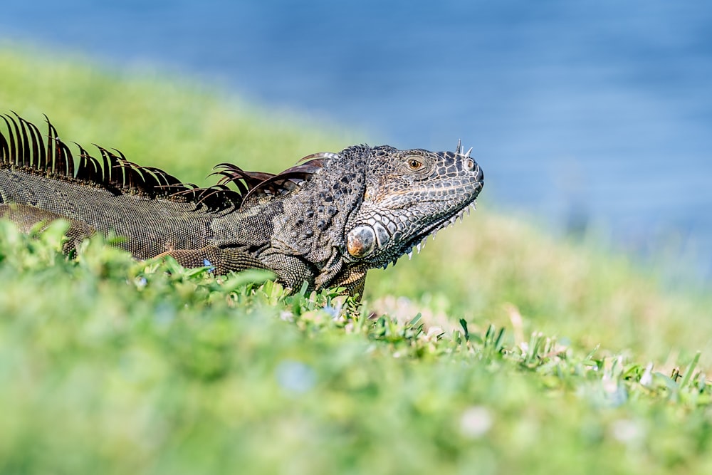 an iguana in the grass near a body of water