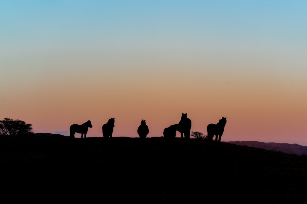 a group of horses standing on top of a hill