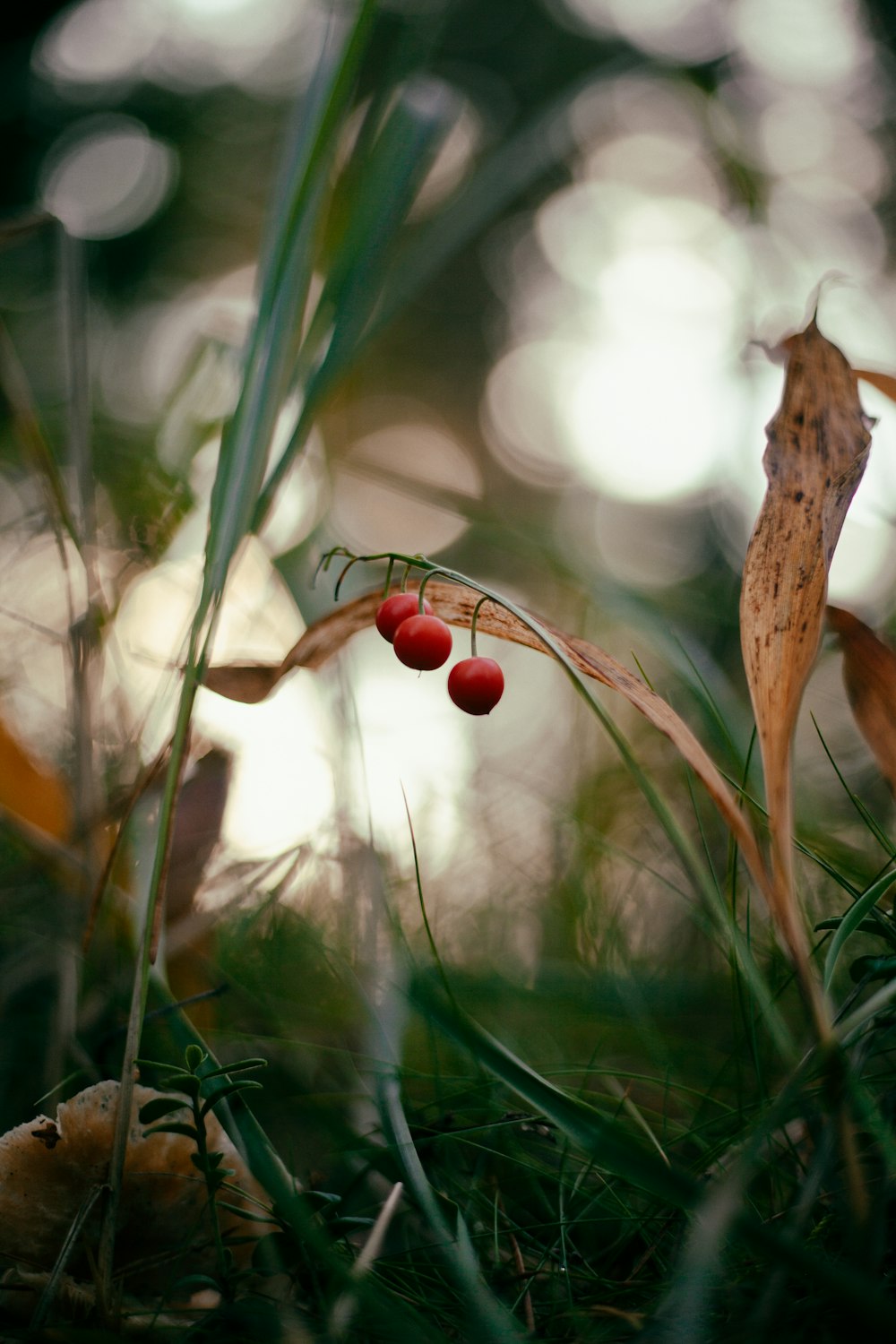a couple of red berries sitting on top of a grass covered field