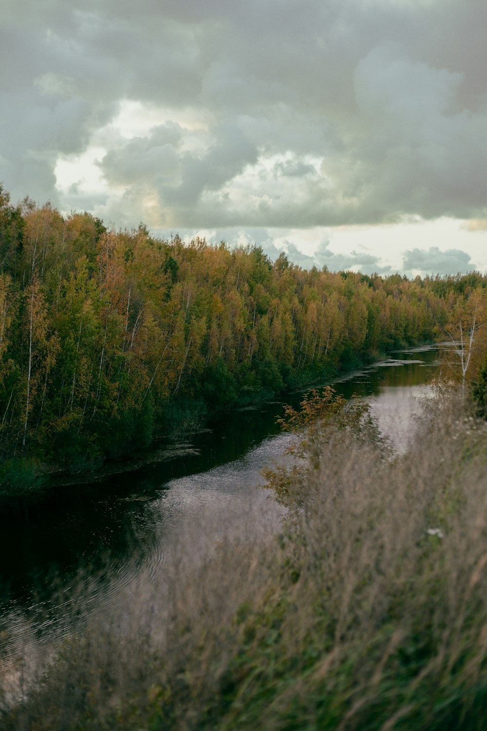 a river running through a lush green forest