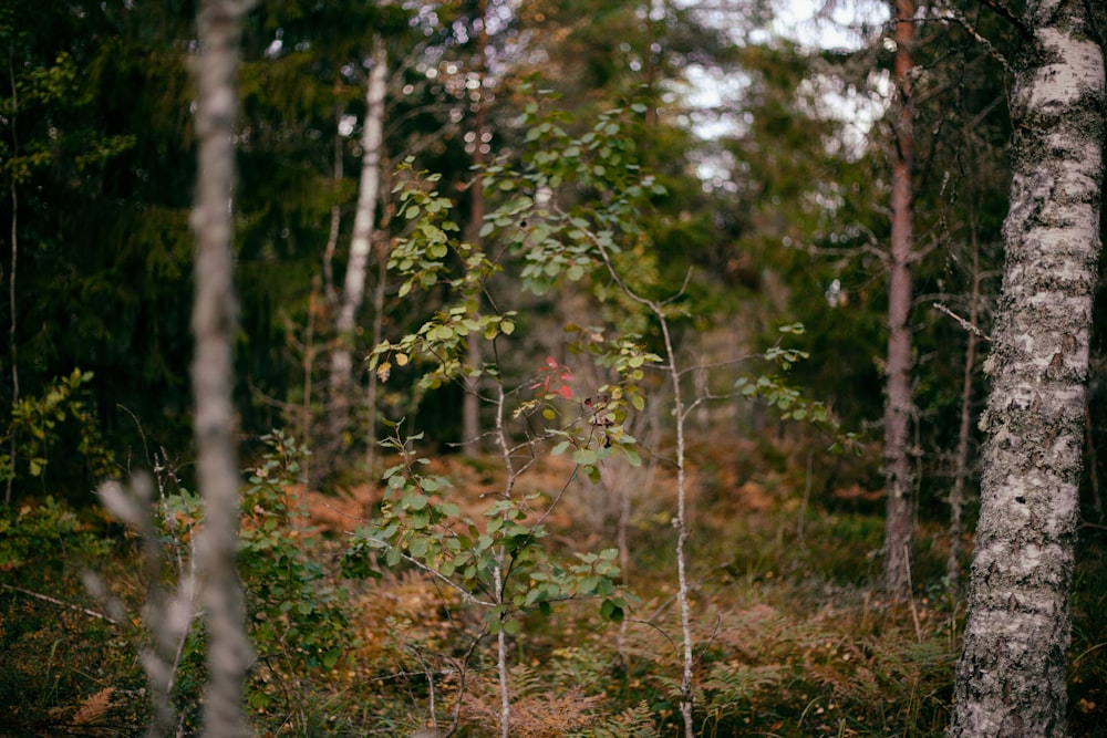 a small tree in the middle of a forest