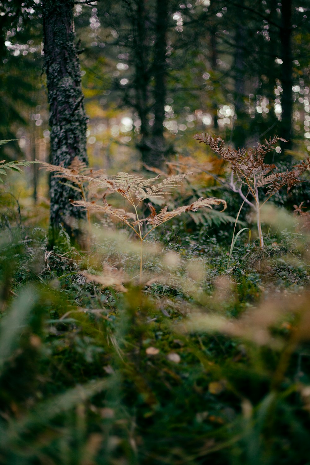 a forest filled with lots of tall grass