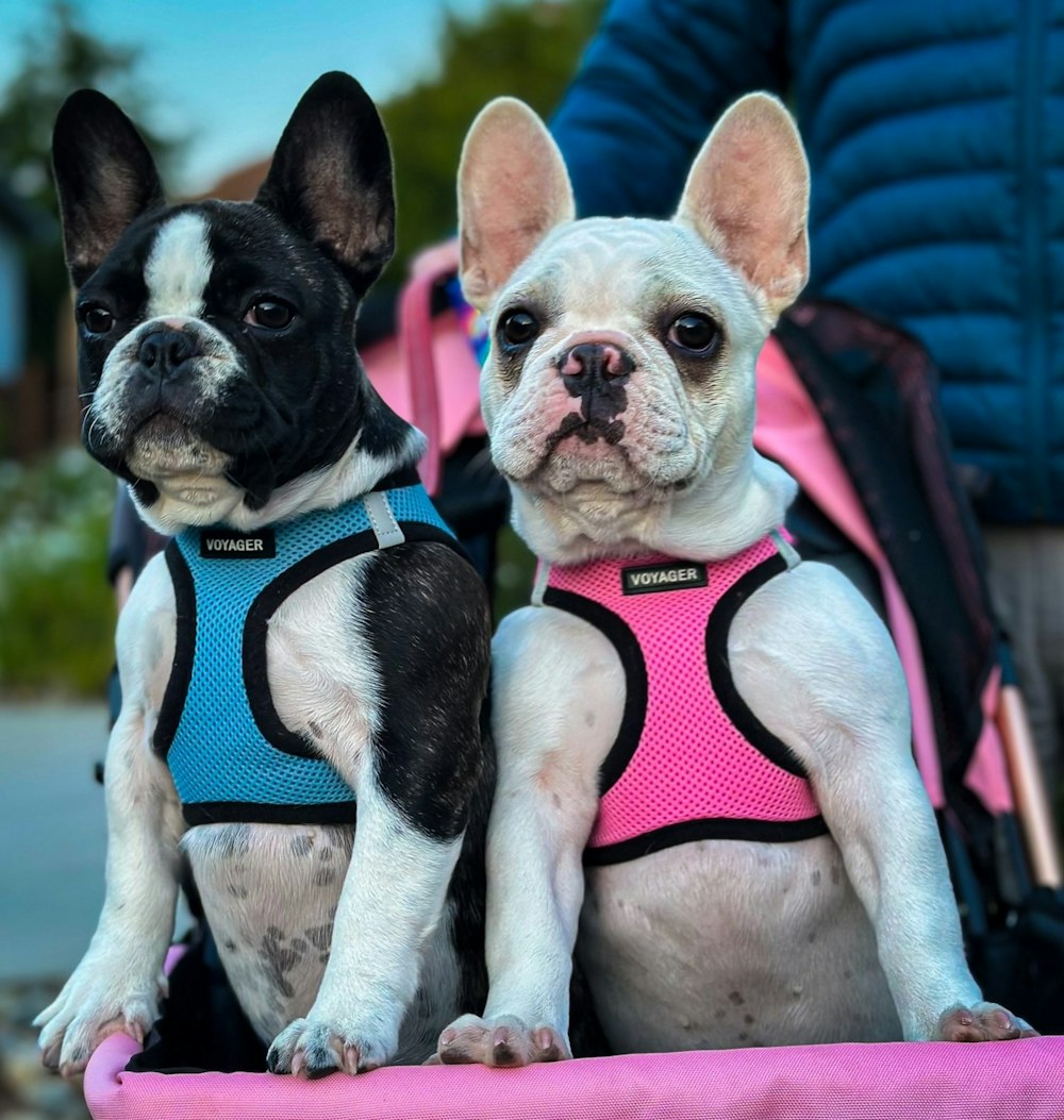 a couple of small dogs sitting next to each other