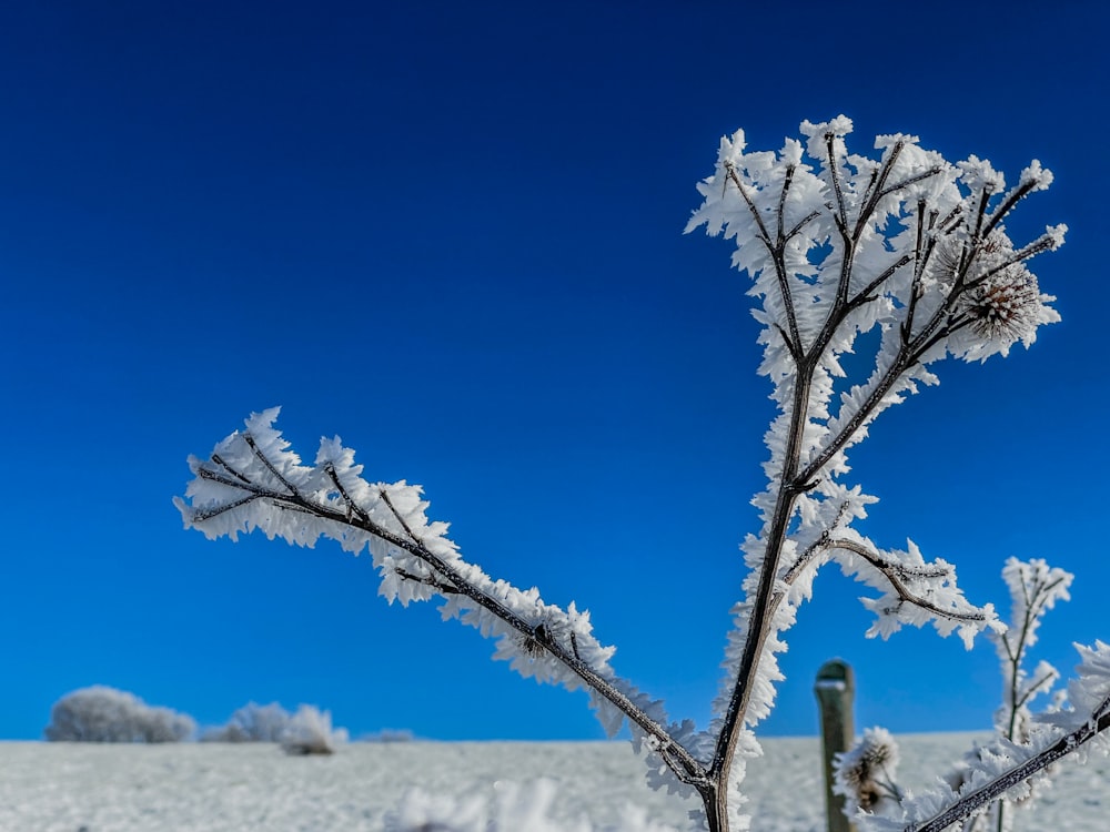 a snow covered plant with a blue sky in the background