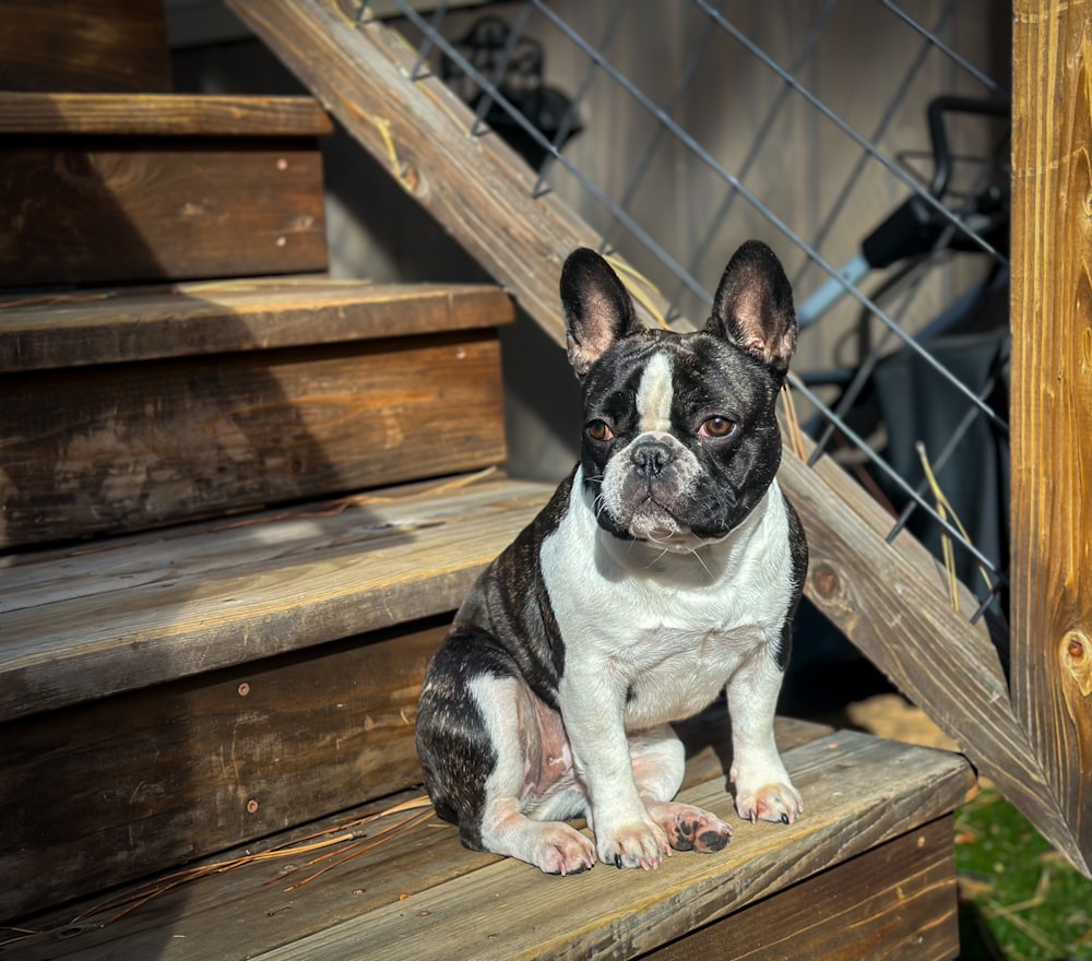 a black and white dog sitting on a wooden step