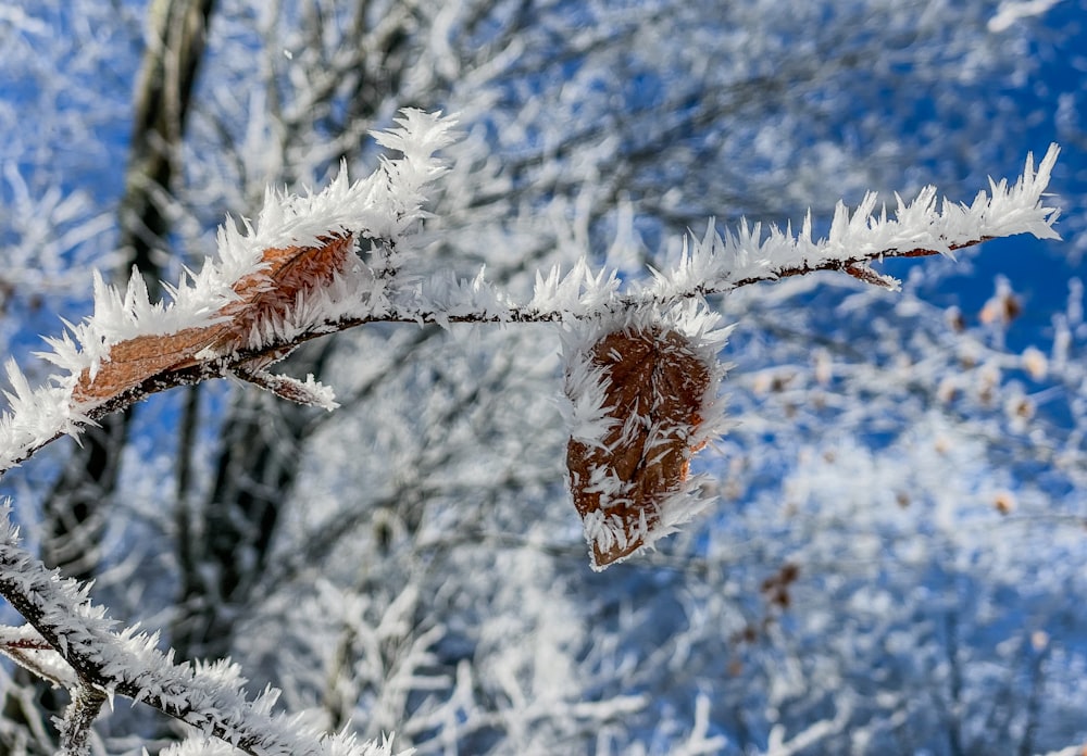 a branch of a tree covered in snow