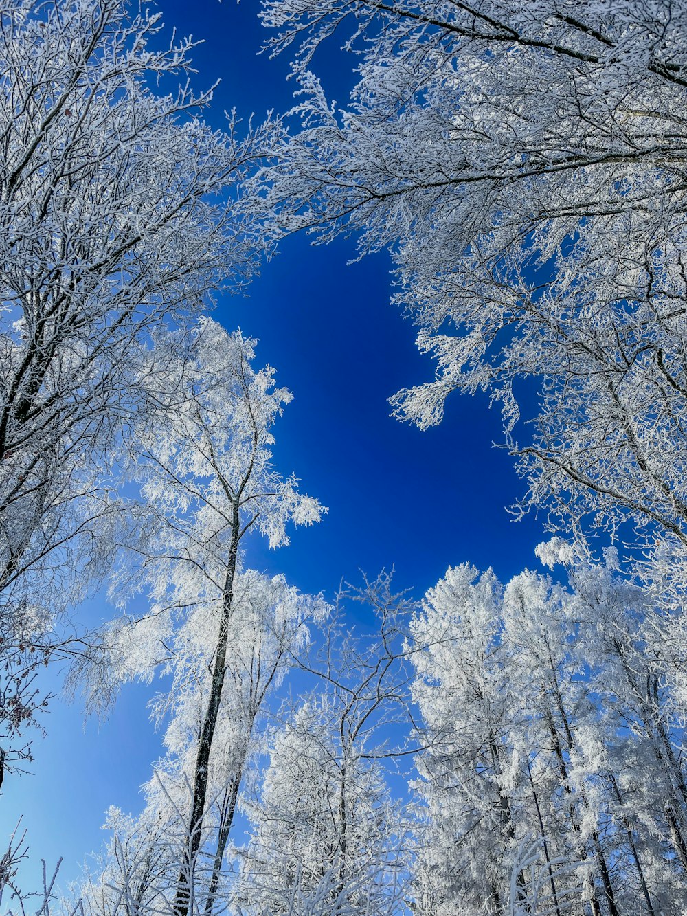 a blue sky is seen through the trees