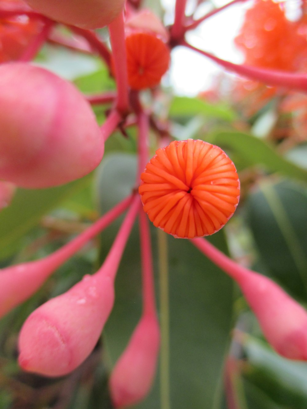 a close up of a flower on a tree