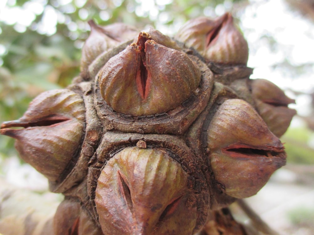 a close up of a tree with lots of fruit on it