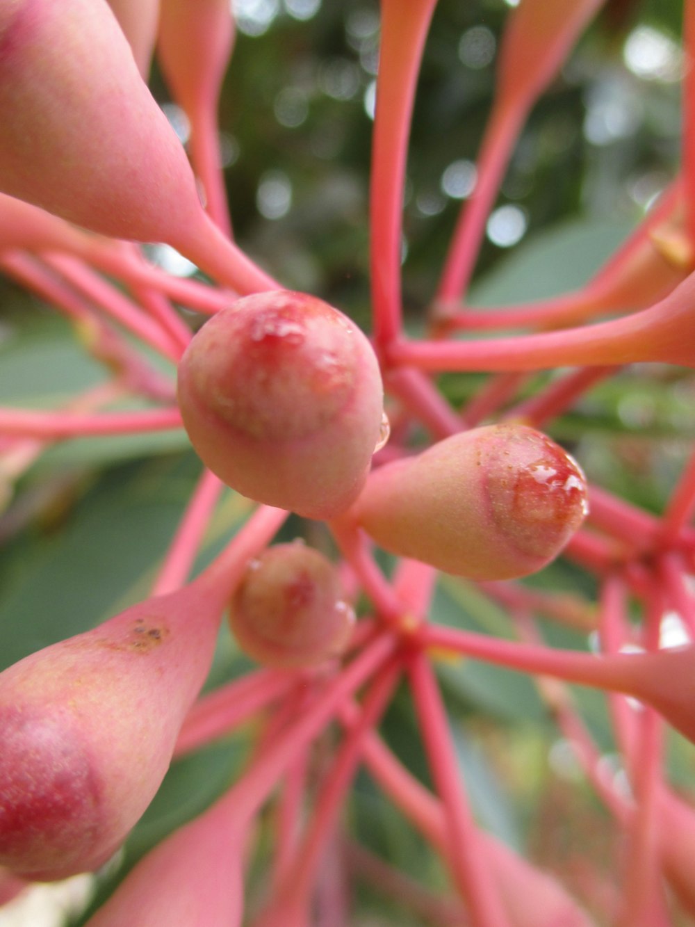 a close up of a tree with red leaves