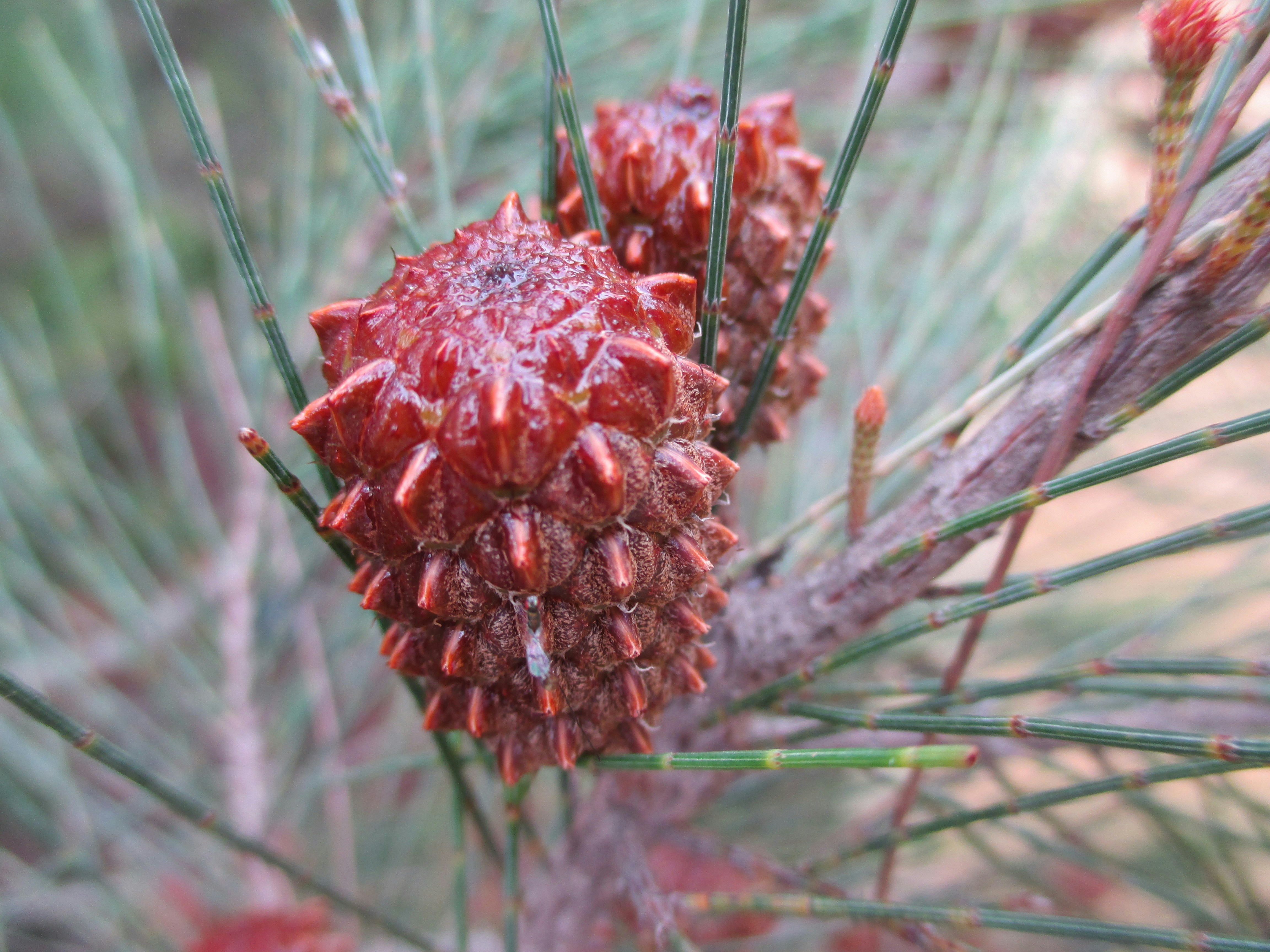 Zinc and Selenium: Trace Elements with Major Follicle Impact