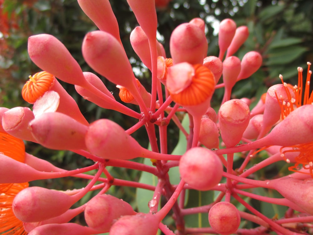 a close up of a pink flower with green leaves in the background