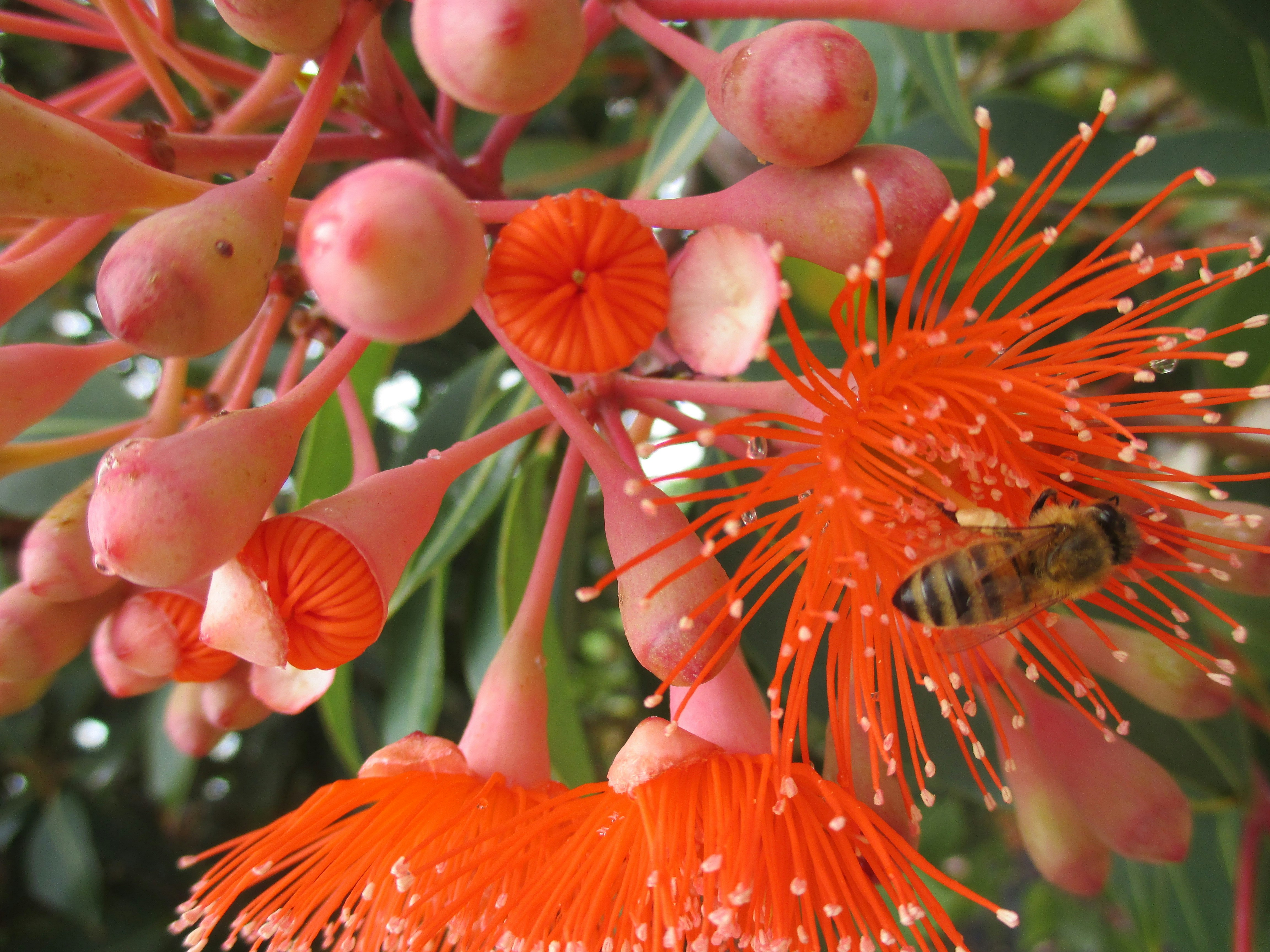 Close-up of a bee on vivid coral-orange blossoms with long stamens, pink buds, and green leaves in the background. A natural macro shot emphasizing pollination in a tropical flower.