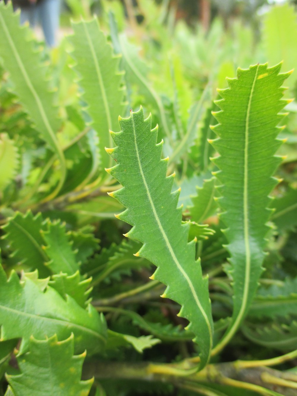 a close up of a green leafy plant