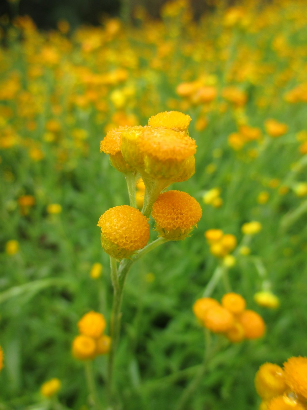 a field full of yellow flowers and green grass