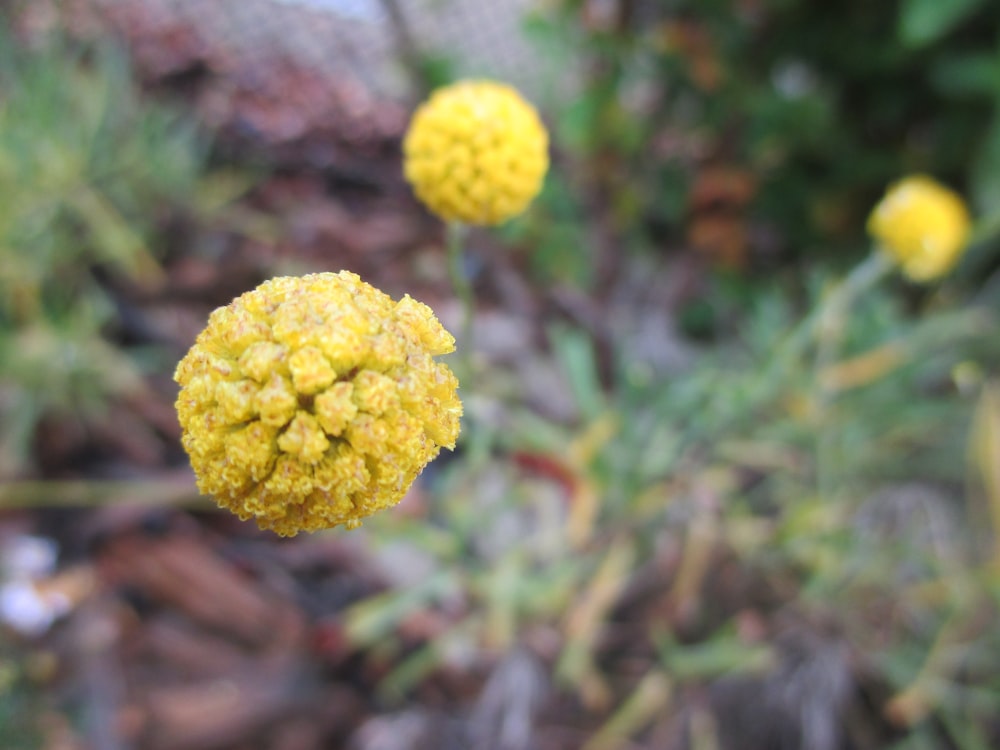 a close up of a yellow flower in a field