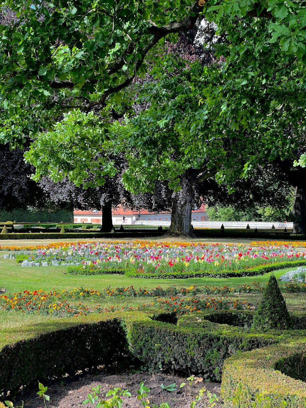 a large tree sitting in the middle of a lush green park