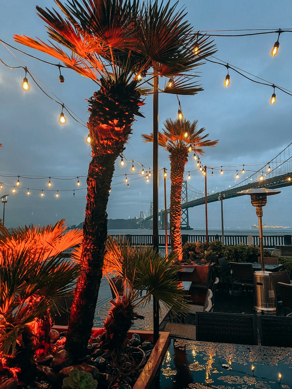 a palm tree with lights hanging from it's branches