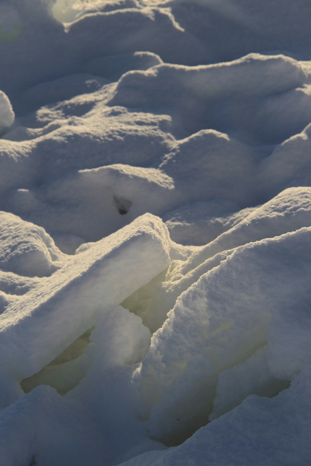 a bird is standing in the middle of the snow