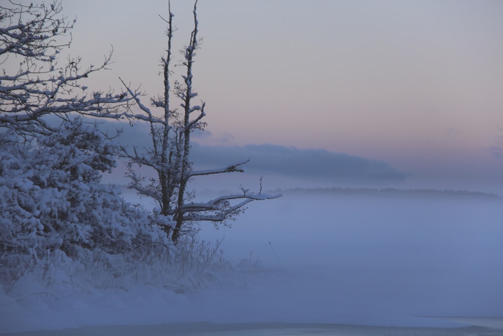 a foggy landscape with a lone tree in the foreground