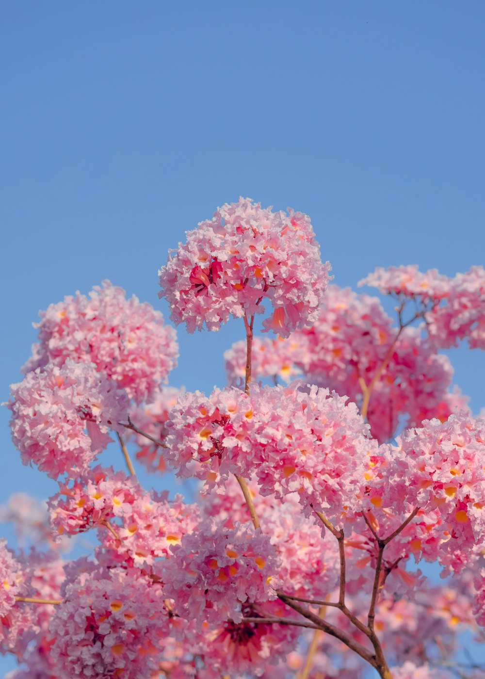 pink flowers are blooming in the blue sky