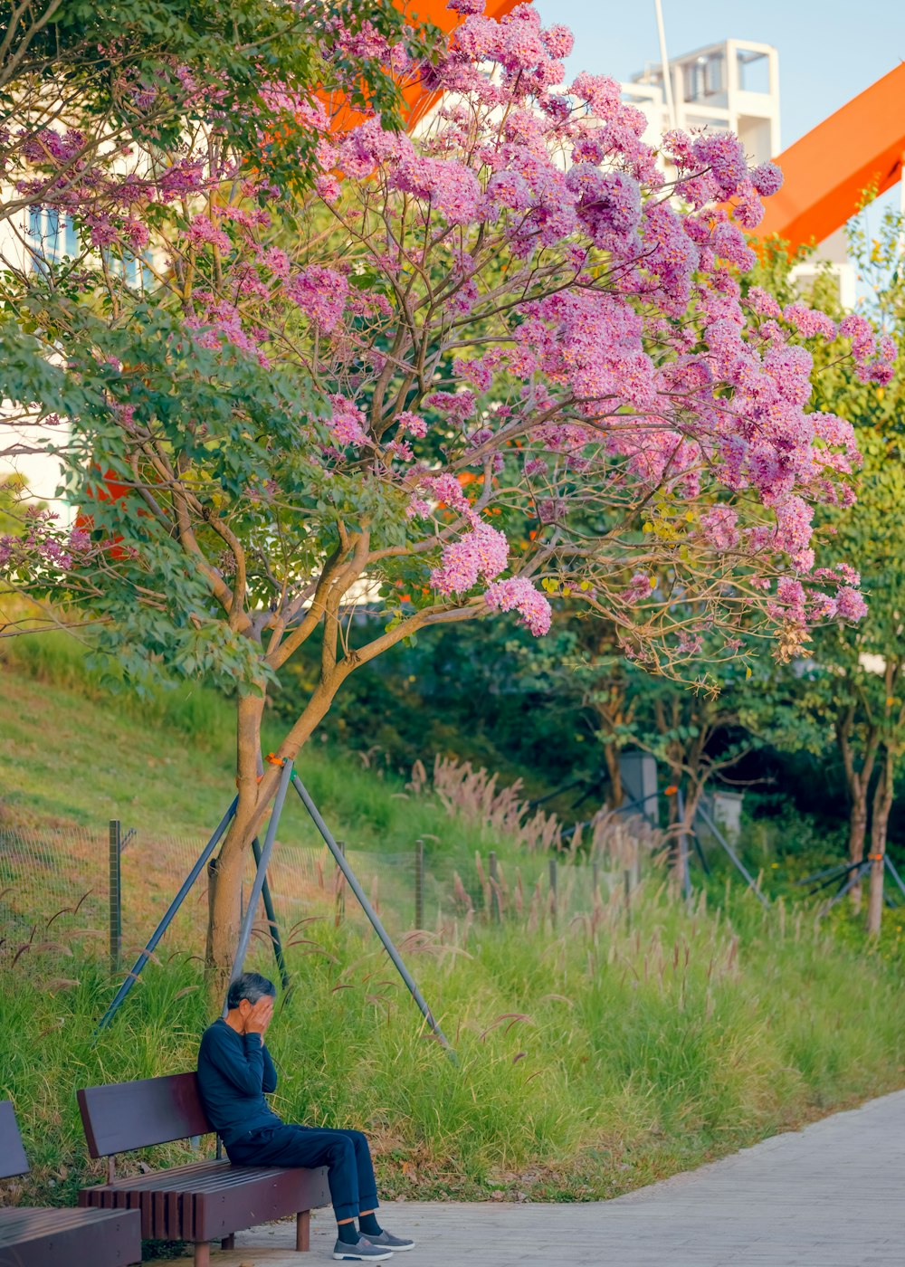 a man sitting on a bench next to a tree