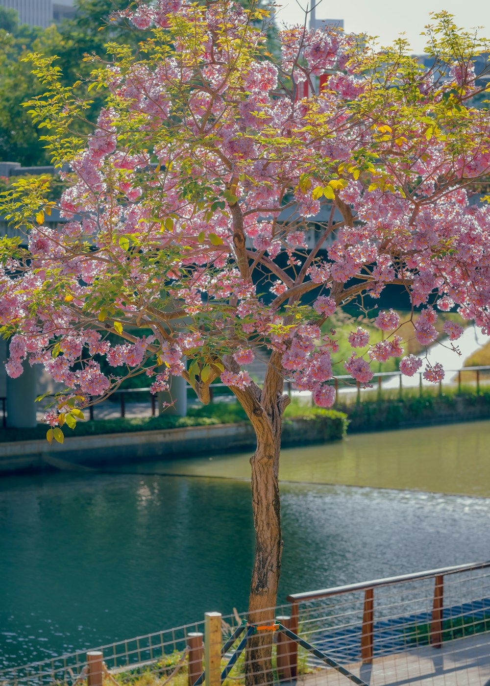 a tree with pink flowers in front of a body of water