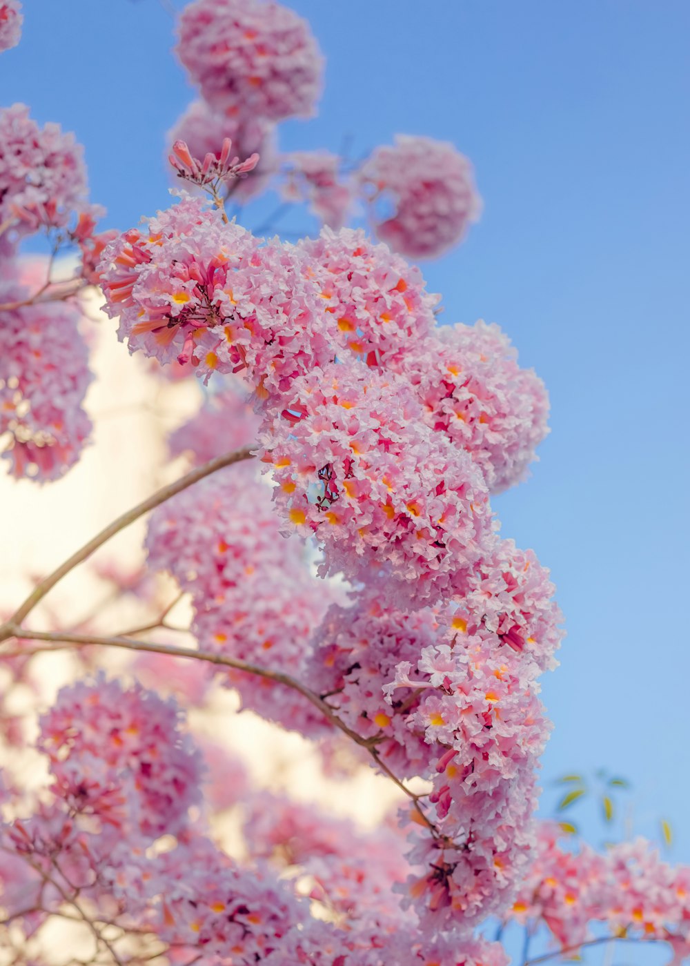 a bunch of pink flowers on a tree