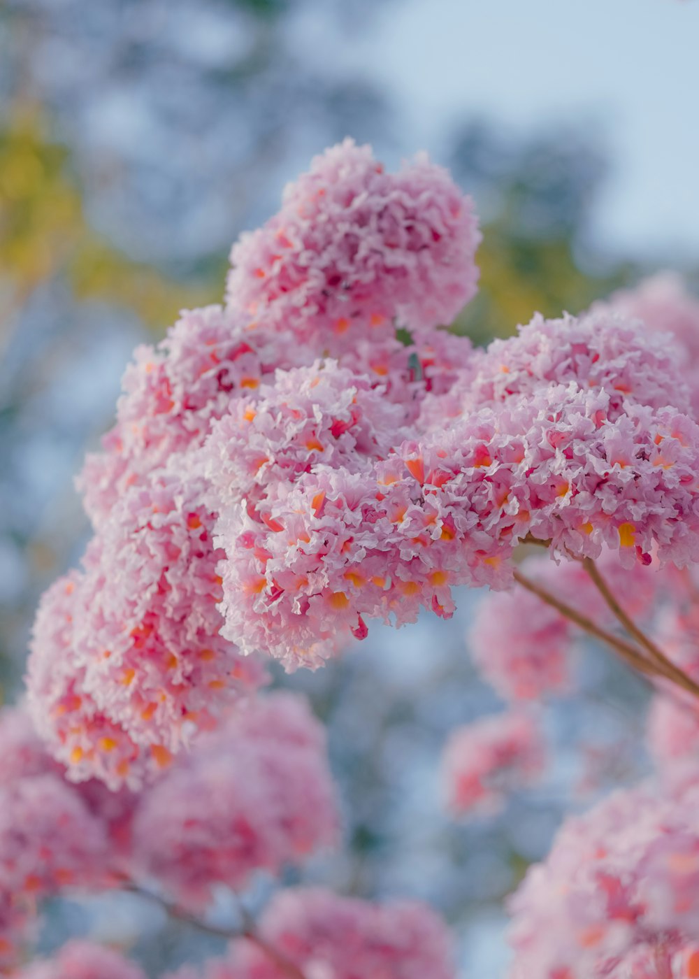 a close up of a pink flower on a tree