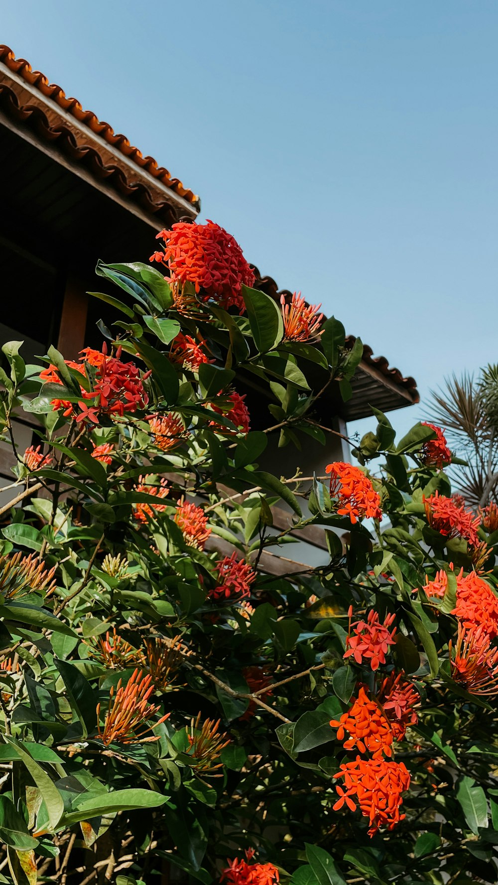 a bush with orange flowers in front of a building