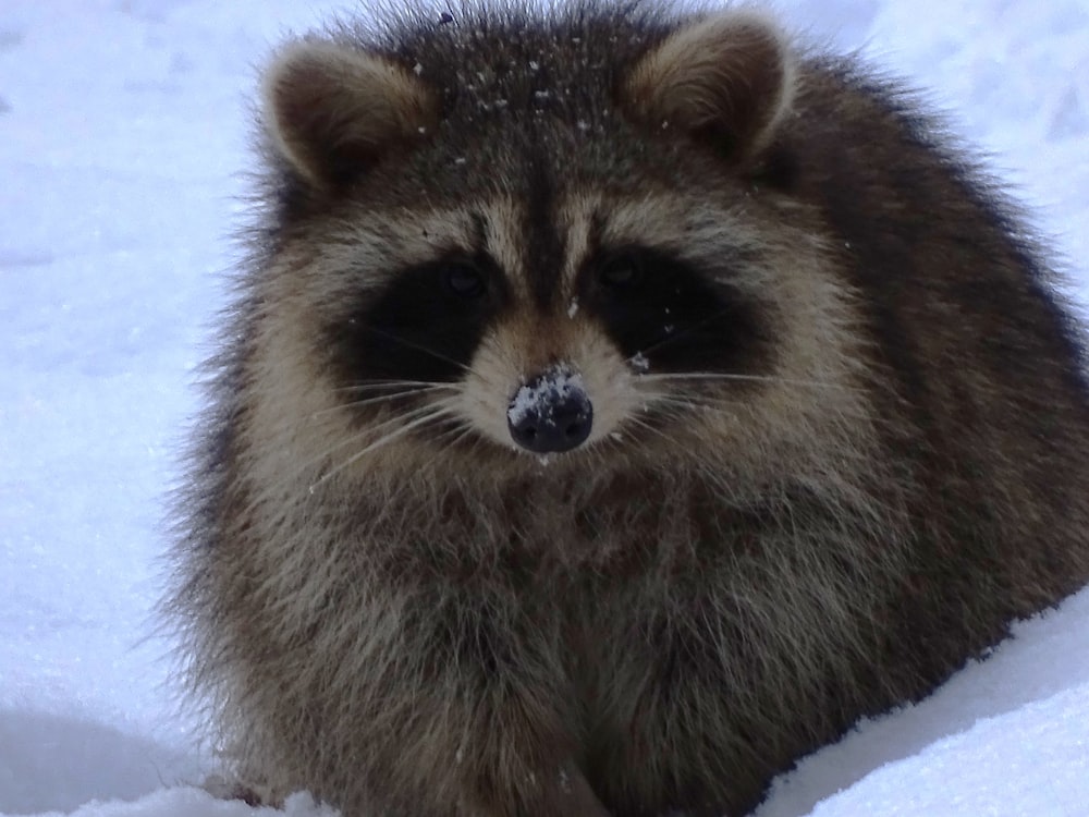 a raccoon sitting in the snow looking at the camera