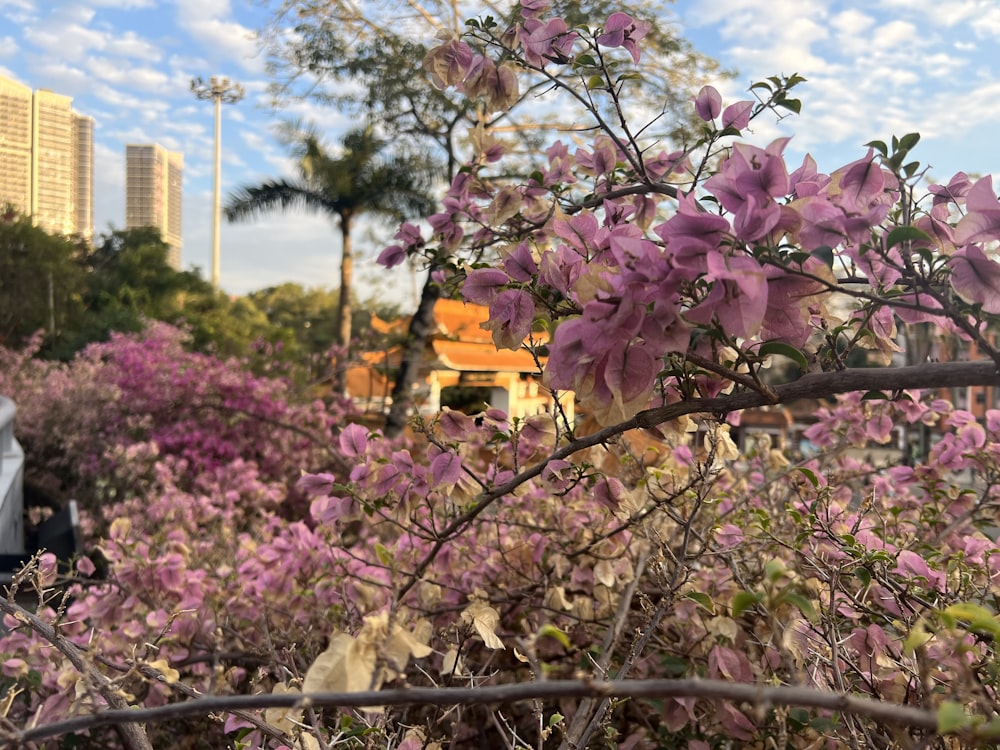 a bush with purple flowers in the foreground and a building in the background