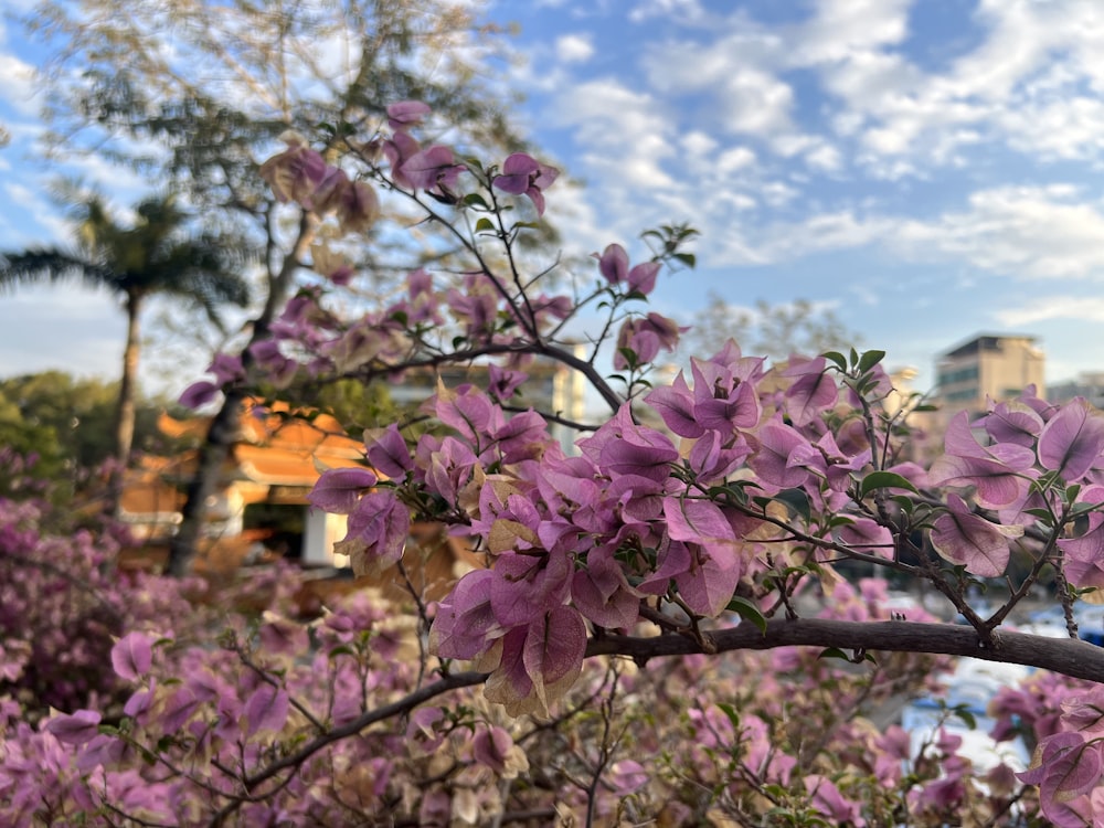 purple flowers are blooming on a tree branch