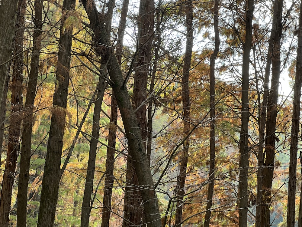 a forest filled with lots of tall trees