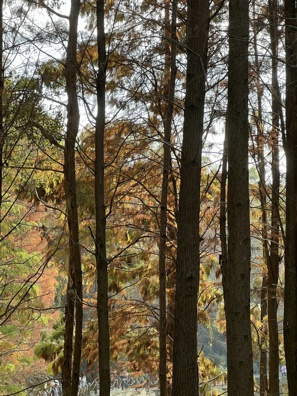 a couple of people walking through a forest