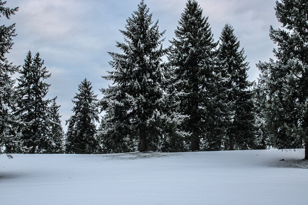 a snow covered field with trees in the background