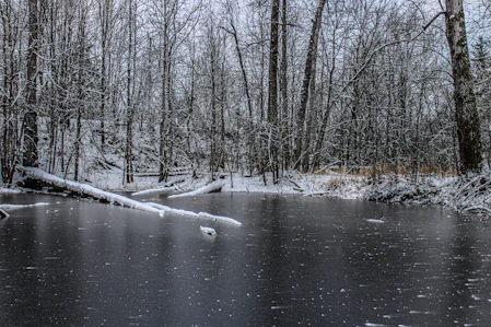 a frozen pond in the middle of a forest
